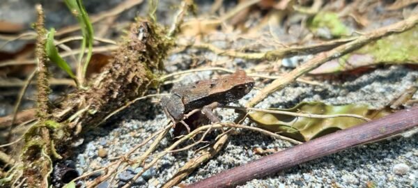 Pacific biodiverse daytrip - Bahía Málaga - Image 17