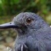 Adventure of February 2025: Pance Birdwatch daytrip - Image 7