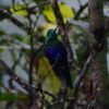 Adventure of February 2025: Pance Birdwatch daytrip - Image 3