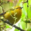 Adventure of February 2025: Pance Birdwatch daytrip