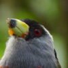 Pacific birdwatch 2 days 1 night - Queremal