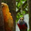 Pacific birdwatch 2 days 1 night - Queremal - Image 11