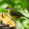Pacific birdwatch 2 days 1 night - Queremal - Image 9