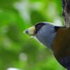 Pacific birdwatch 2 days 1 night - Queremal - Image 2
