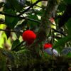 Pacific birdwatch 2 days 1 night - Queremal - Image 7