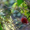 Adventure of February 2025: Pance Birdwatch daytrip - Image 6