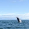 Whale Watch daytrip - Bahía Malága - Image 3
