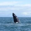Whale Watch daytrip - Bahía Malága