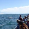 Whale Watch daytrip - Bahía Malága - Image 2