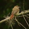 Pacific birdwatch 2 days 1 night - Queremal - Image 4