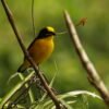 Pacific birdwatch 2 days 1 night - Queremal - Image 10
